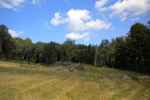 a mowed field with trees in the background in central vermont before the start of a new home build project by allied contractors